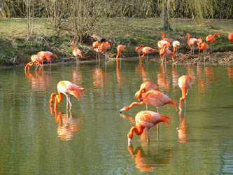 original flamingoes